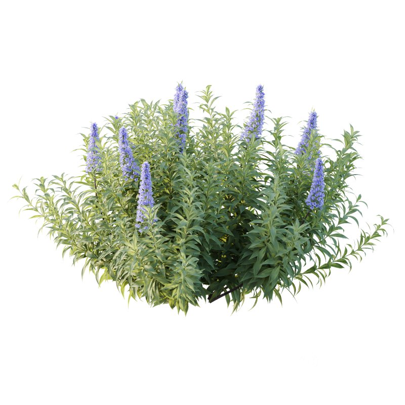 Echium candicans Pride of Madeira Bush 02 Image 2