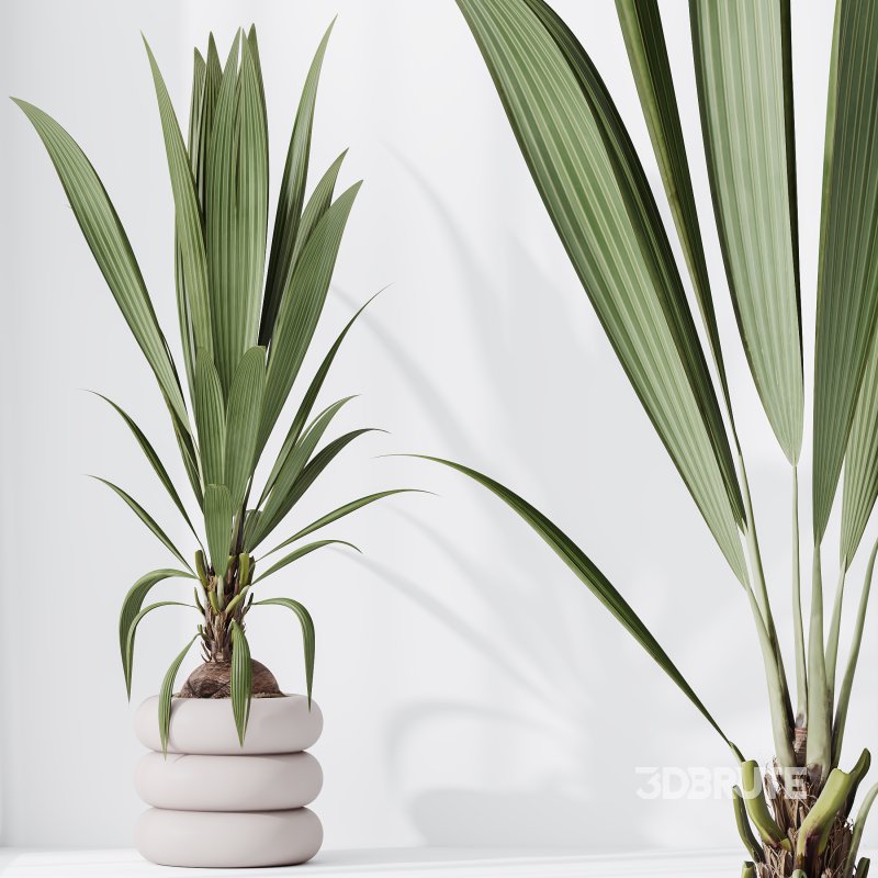 AV Indoor Plants Set 332 Swiss Cheese and Mission Olive and nucifera Coconut Palm Image 4