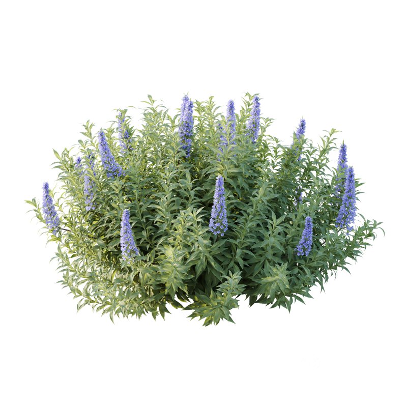 Echium candicans Pride of Madeira Bush 02 Image 1