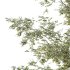 AV Plants Alnus Glutinosa Tree10 - Thumbnail 3