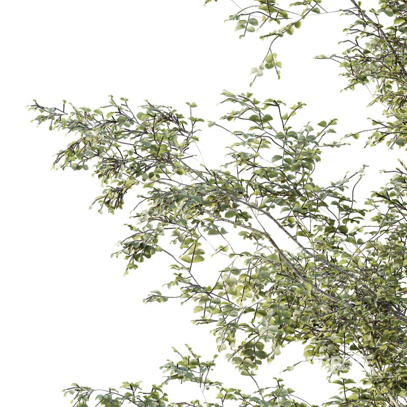 AV Plants Alnus Glutinosa Tree10 Image 3
