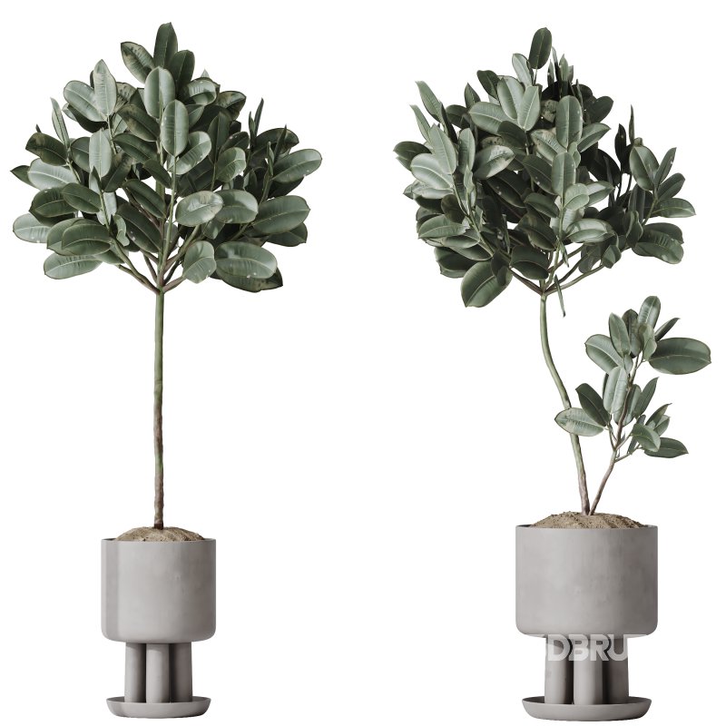 AV Indoor Plants Set 334 Aspidistra Elatior and Rubber Ficus Elastica and Ficus microcarpa Moclame Image 6