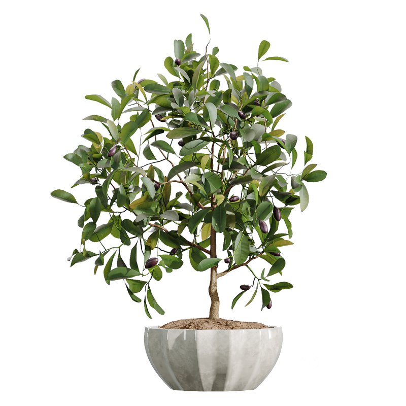 AV Indoor Plants Set 361 Zamiifolia and Areca Palm and Bird Of Paradise and Briful Pachira Image 5