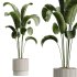 AV Indoor Plants Set 320 Banana Strelitzia Nicolai and Ficus Dracaena Marginata - Thumbnail 5