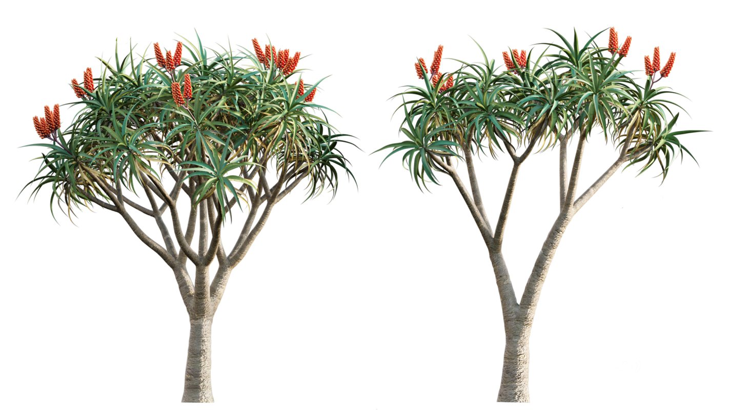 Collection 02 – Mediterrannean Garden Image 9