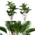 Chryslidocarpus lutesceus_01 - Thumbnail 1