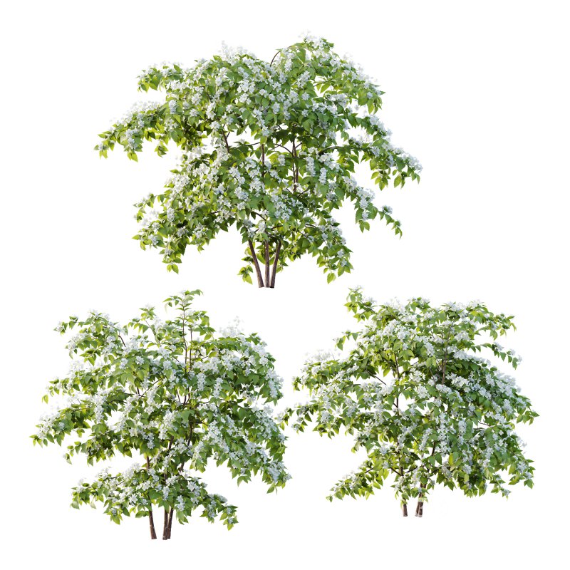 Philadelphia Bush 01 Image 1