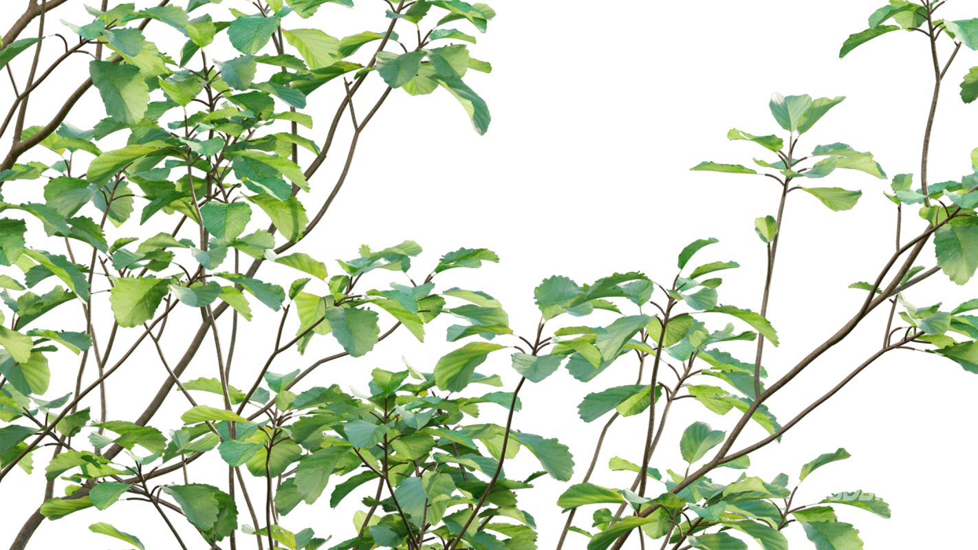 Collection 14 – English Garden Image 7