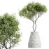 AV Indoor Plants Set 362 Arbequina Olive and Ficus Dracaena Marginata - Thumbnail 4