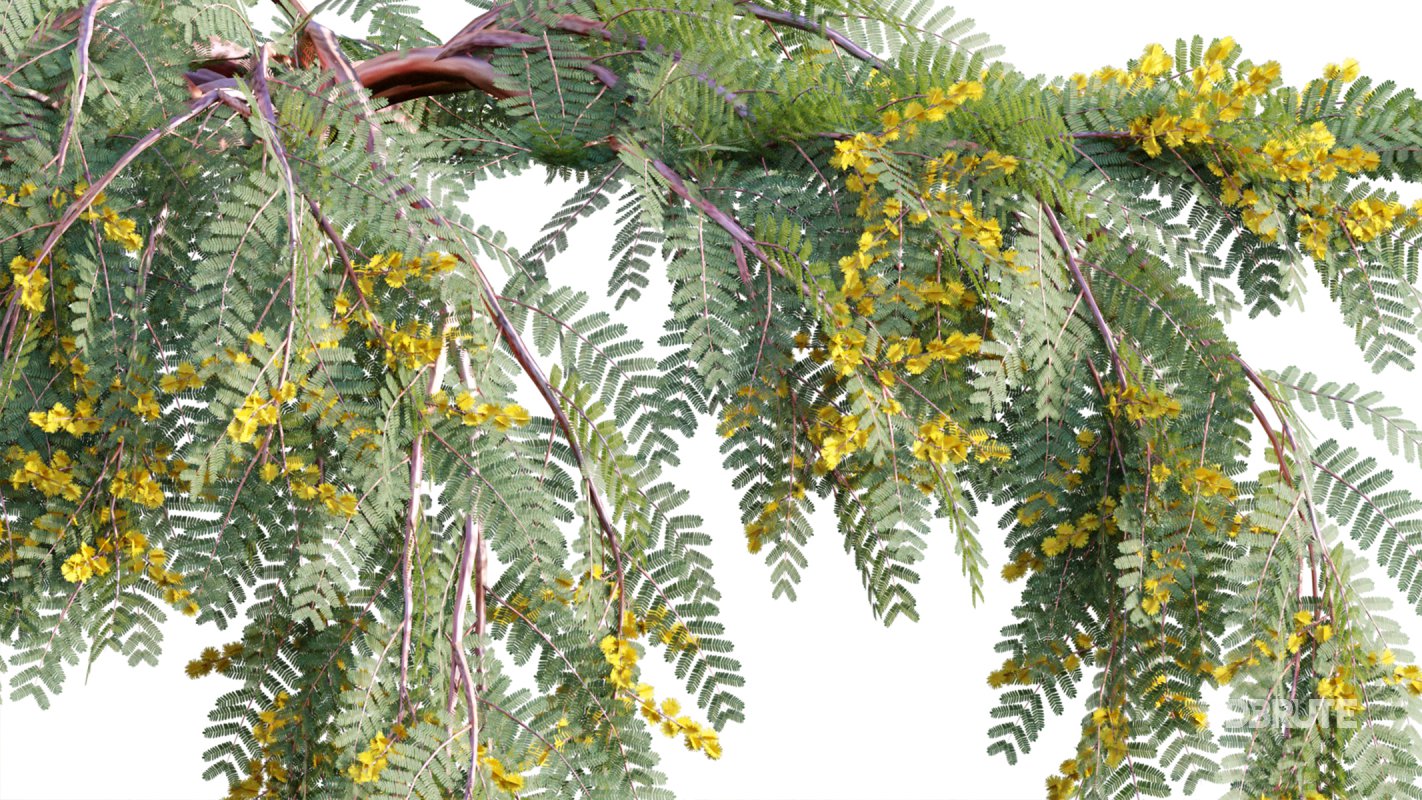 Collection 11 – Ground cover – Vines and Creepers Image 6