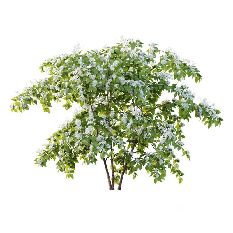 Philadelphia Bush 01 Image 2