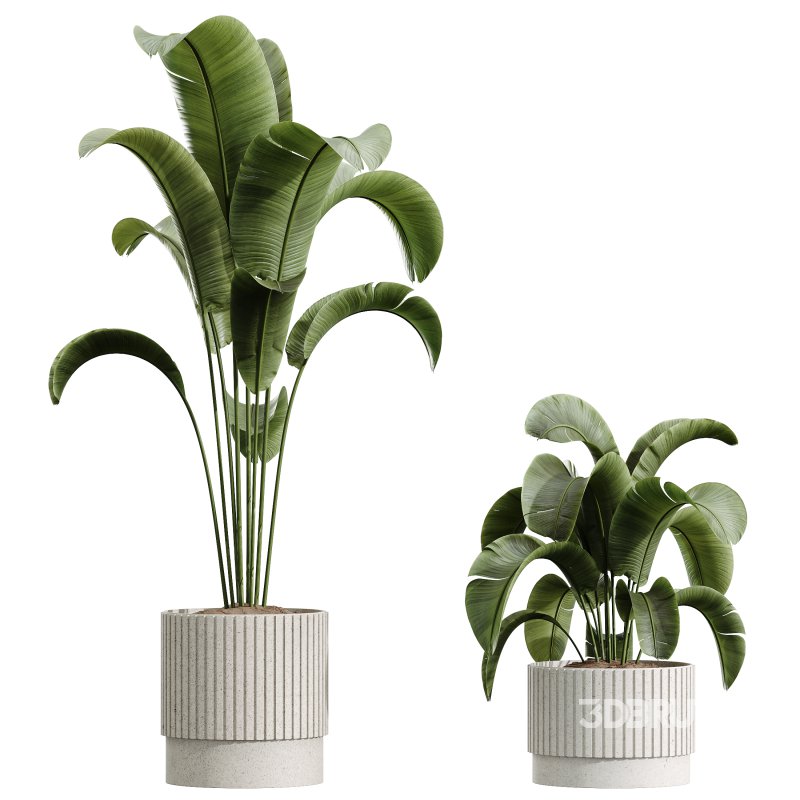 AV Indoor Plants Set 341 Banana Strelitzia Nicolai and Ficus Dracaena Marginata Image 2