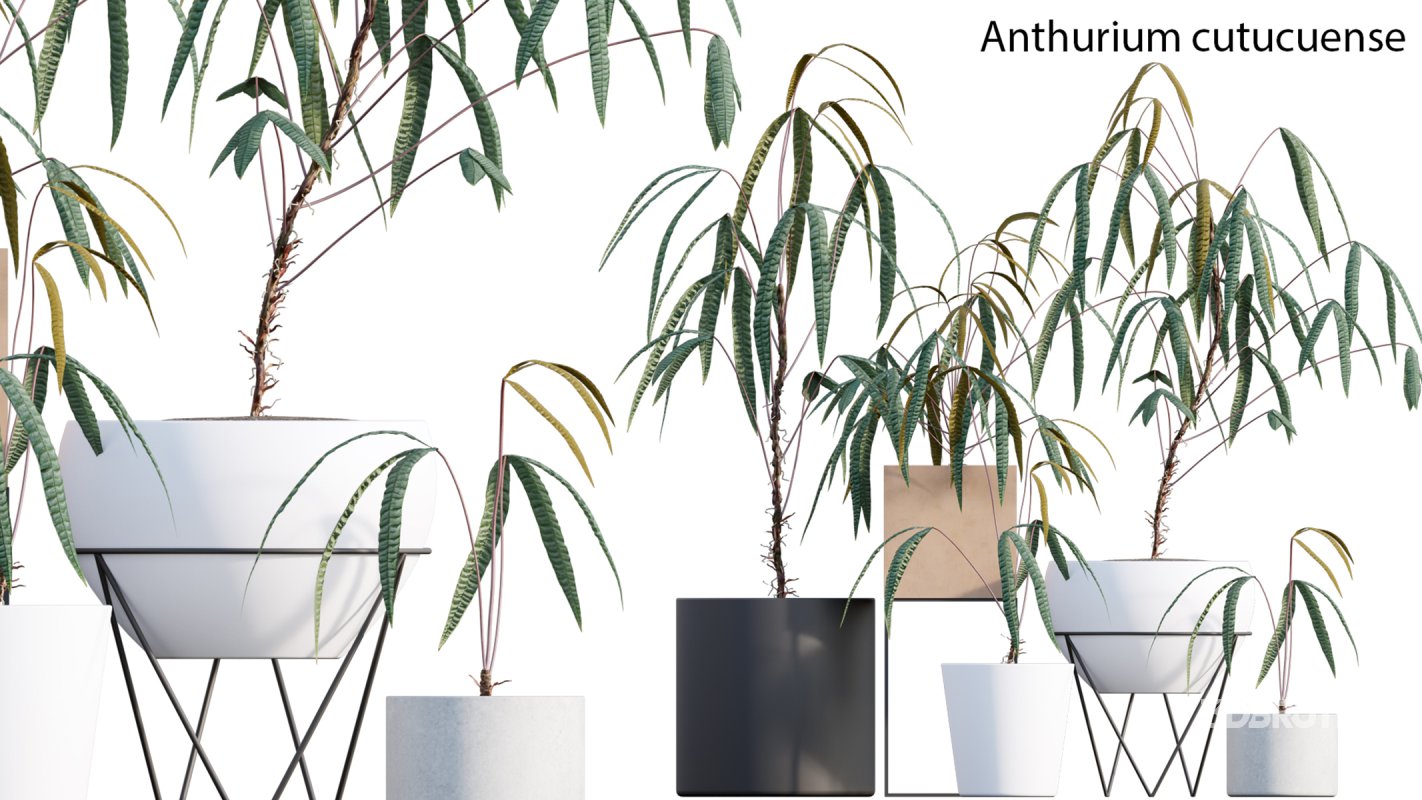 Collection 15 – Interior Plants Image 5