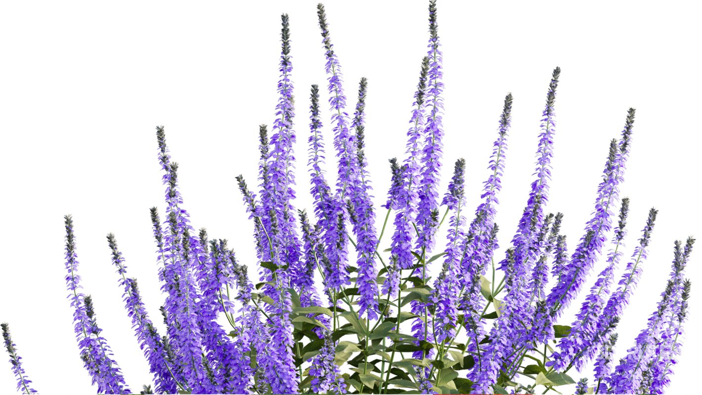 Collection 07 – Central America Garden Image 50