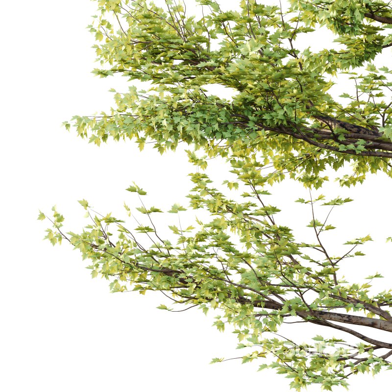 Sycamore Platanus Tree 01 Image 4