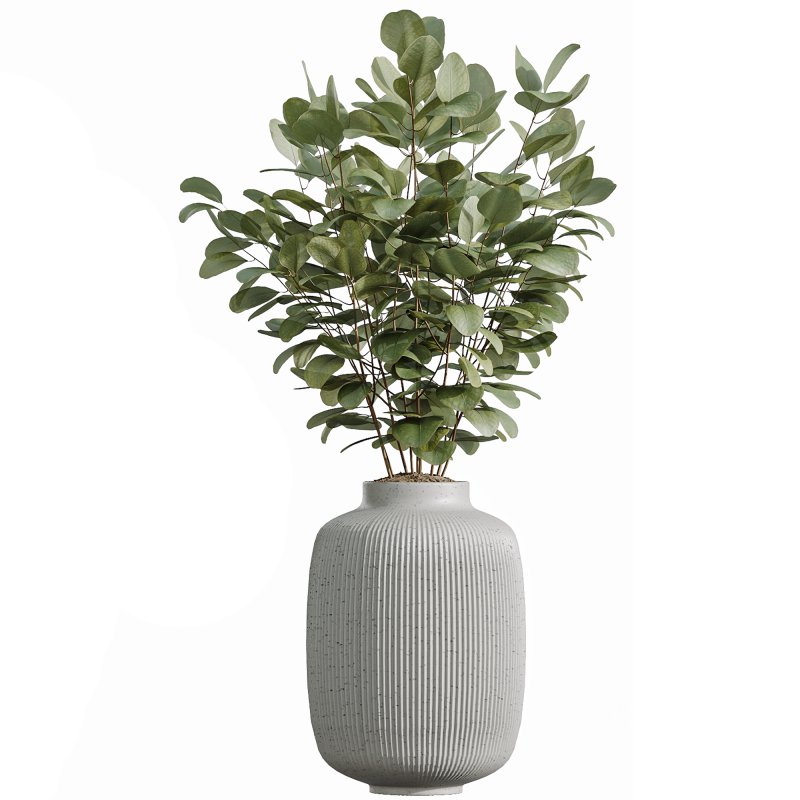 AV Indoor Plants Set 343 Eucalyptus Bouquet and Olive and Ficus Dracaena and Sansevieria Image 1