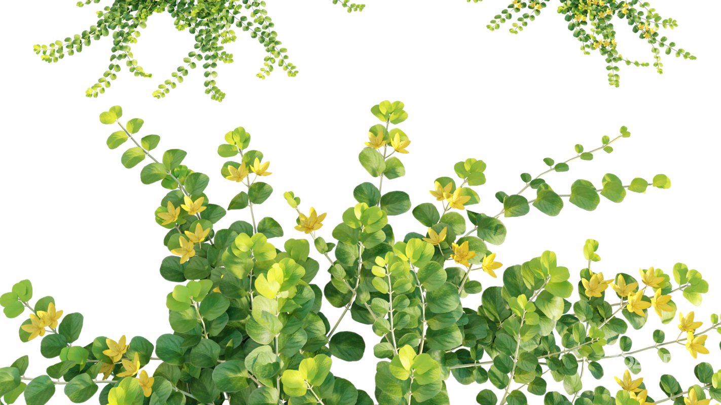 Collection 11 – Ground cover – Vines and Creepers Image 32