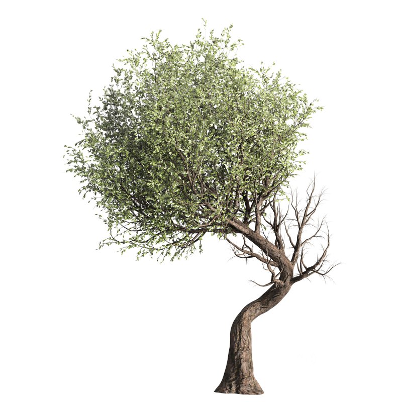 Tree set 001 Image 1