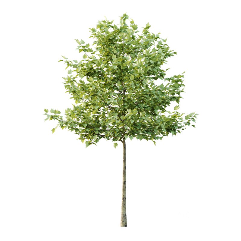 Sycamore Platanus Tree 07 Image 1