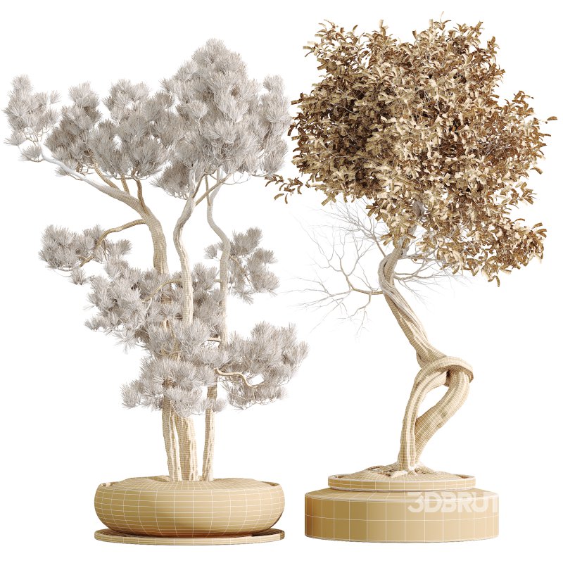 AV Indoor Plants Set 316 Retusa Microcarpa Bonsai Ginseng and Pinus Pentaphylla Bonsai Image 7