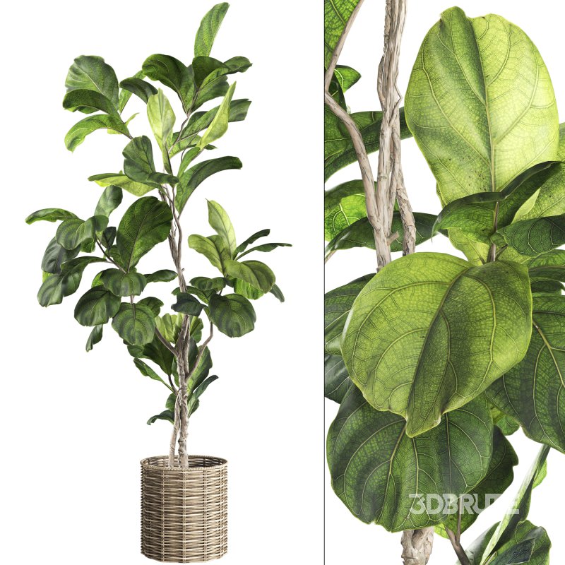 Bonsai Jungle Ficus Fiddle Leaf Fig 446 Image 1