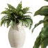 AV Indoor Plants Set 314 Spathiphyllum Wallisii and Cyara Areca Palm and Euphorbia Drupifera - Thumbnail 6