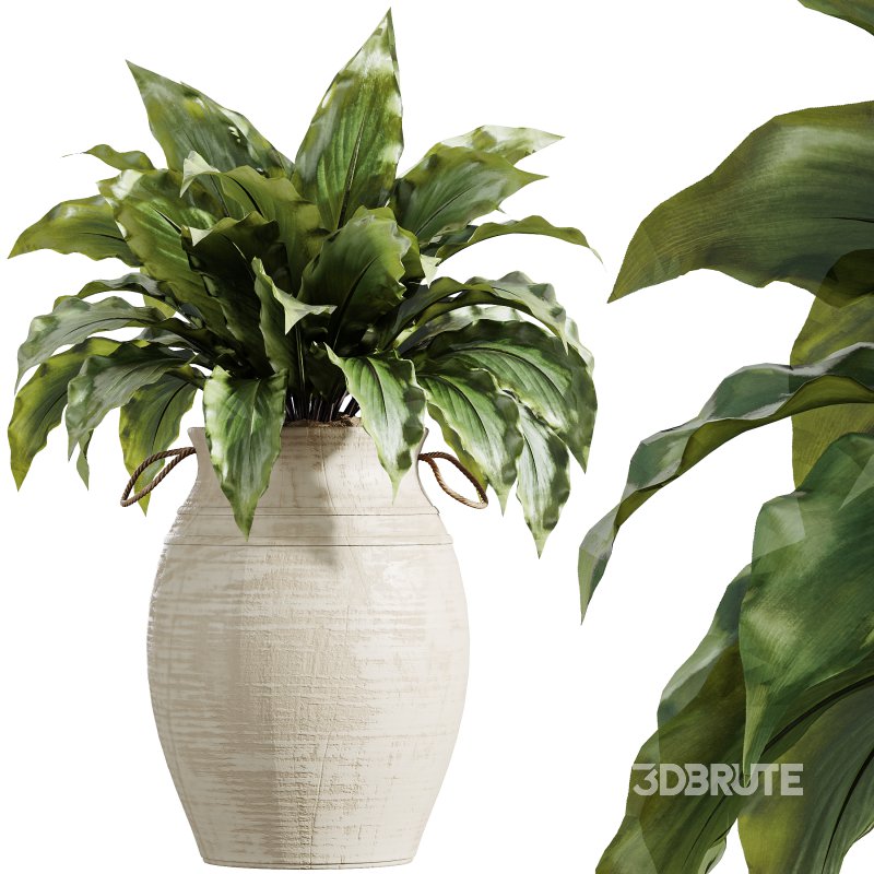 AV Indoor Plants Set 314 Spathiphyllum Wallisii and Cyara Areca Palm and Euphorbia Drupifera Image 6