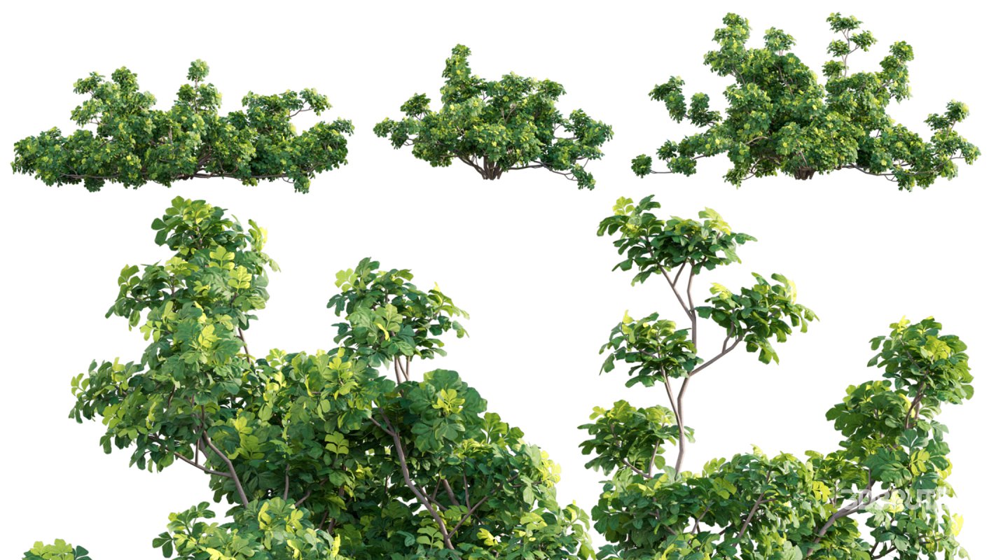 Collection 07 – Central America Garden Image 36