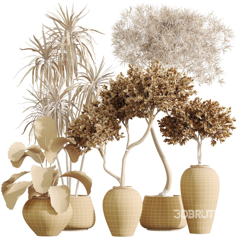 AV Indoor Plants Set 359 Dracaena Warneckii and Olive Tree and Lutea Cuban Cigar and Ficus Marginata Image 8