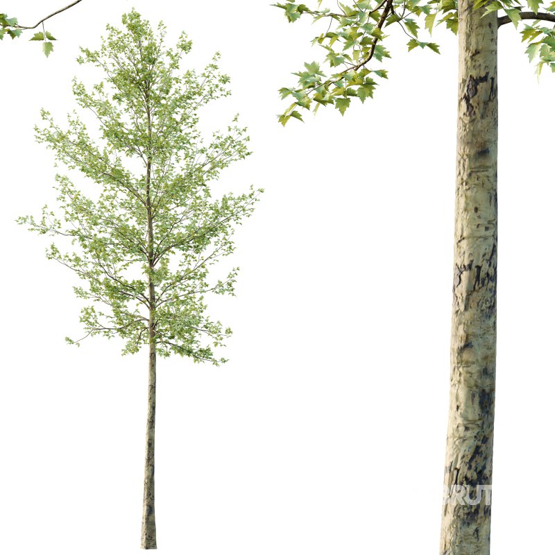 Sycamore Platanus Tree 06 Image 4