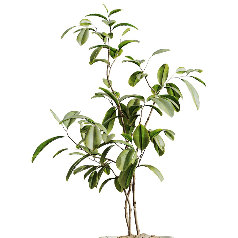 AV Indoor Plants Set 312 Japandi Decorative Minimalism Ficus Dracaena Marginata Image 5