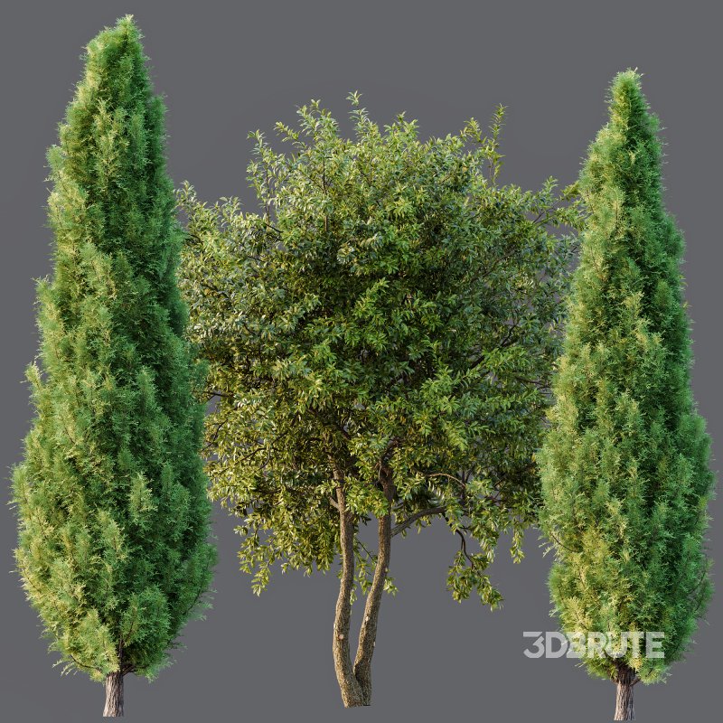 AV Water gum and Mediterranean Cypress 3Trees Image 5