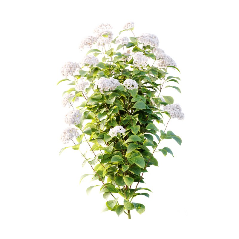 hydrangea arborescens Bush 10 Image 2