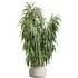 AV Indoor Plants Set 393 Spathiphyllum Wallisii and Ficus Binnendijki and Schefflera Arboricola and Japandi Decorative - Thumbnail 6