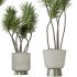 AV Indoor Plants Set 401 Mission Kalamata and Spineless Yucca and Elegant Monstera - Thumbnail 5