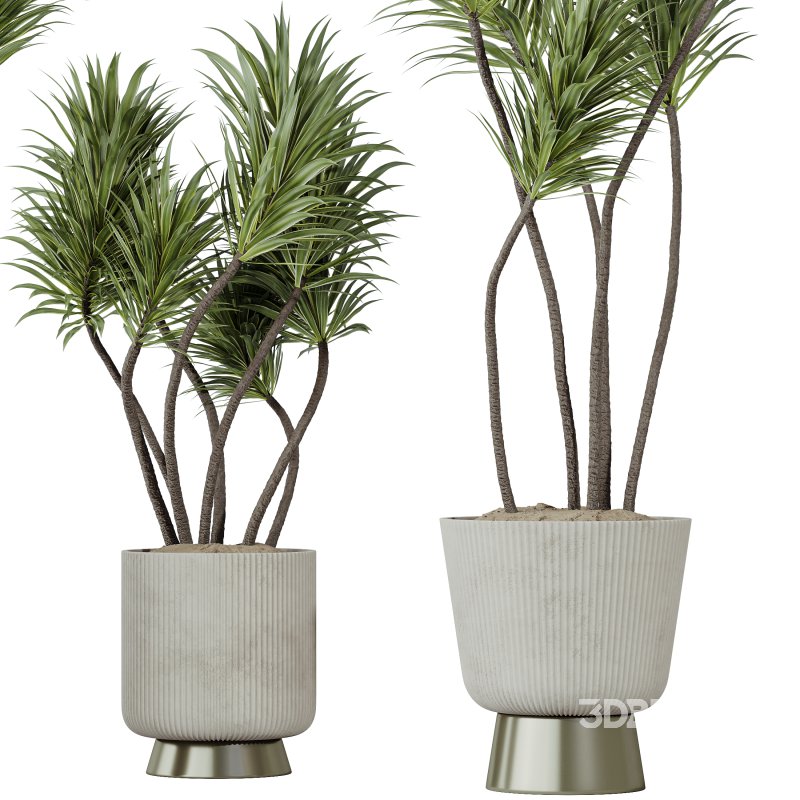 AV Indoor Plants Set 401 Mission Kalamata and Spineless Yucca and Elegant Monstera Image 5