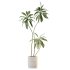 AV Indoor Plants Set 396 Dypsis Lutescens and Ficus Cyathistipula and Cyara Areca Palm - Thumbnail 2