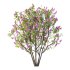 Lilac Syringa Vulgaris Tree 07 - Thumbnail 2