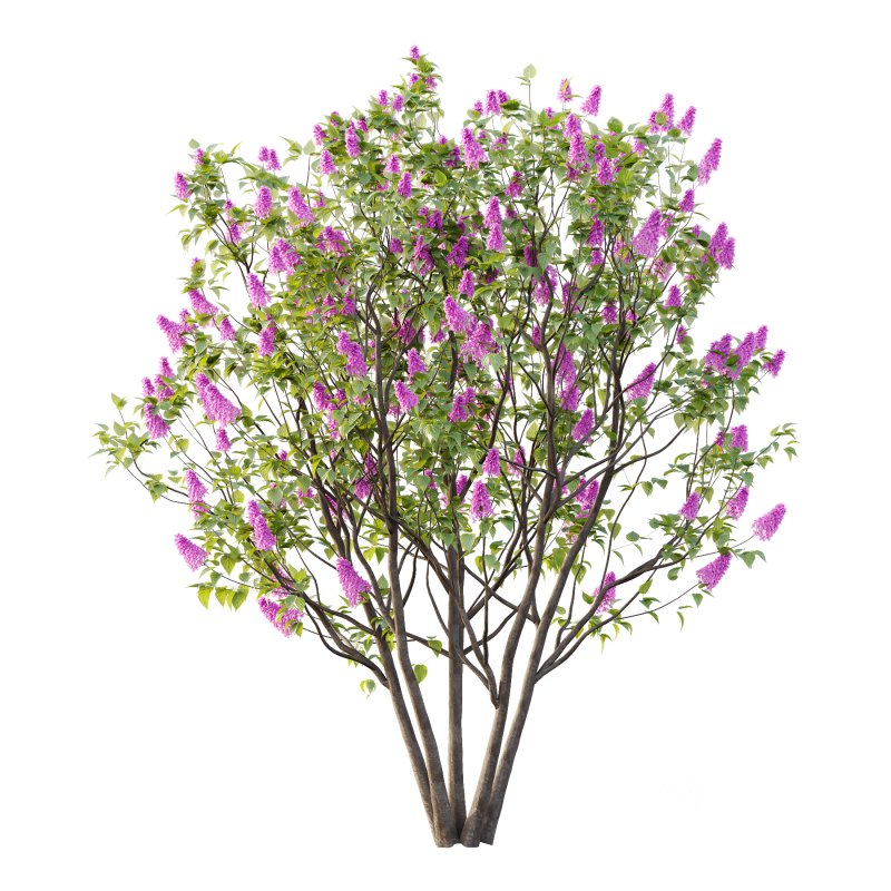 Lilac Syringa Vulgaris Tree 07 Image 2