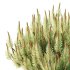 Pinus Mugo plant 06 - Thumbnail 3