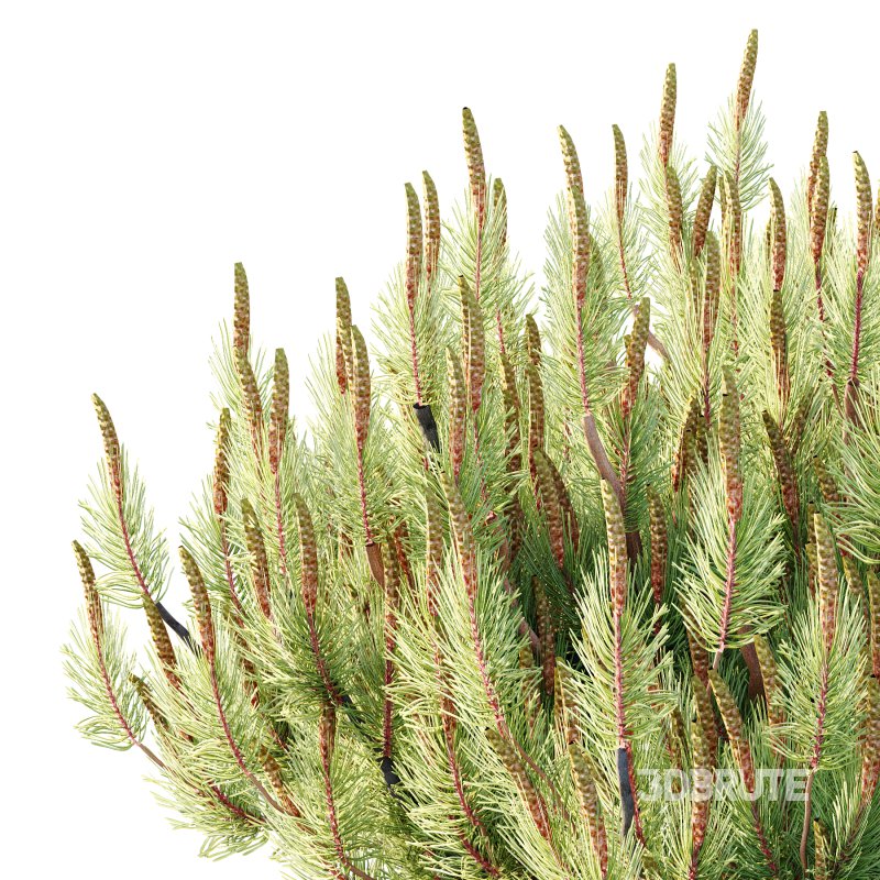 Pinus Mugo plant 06 Image 3