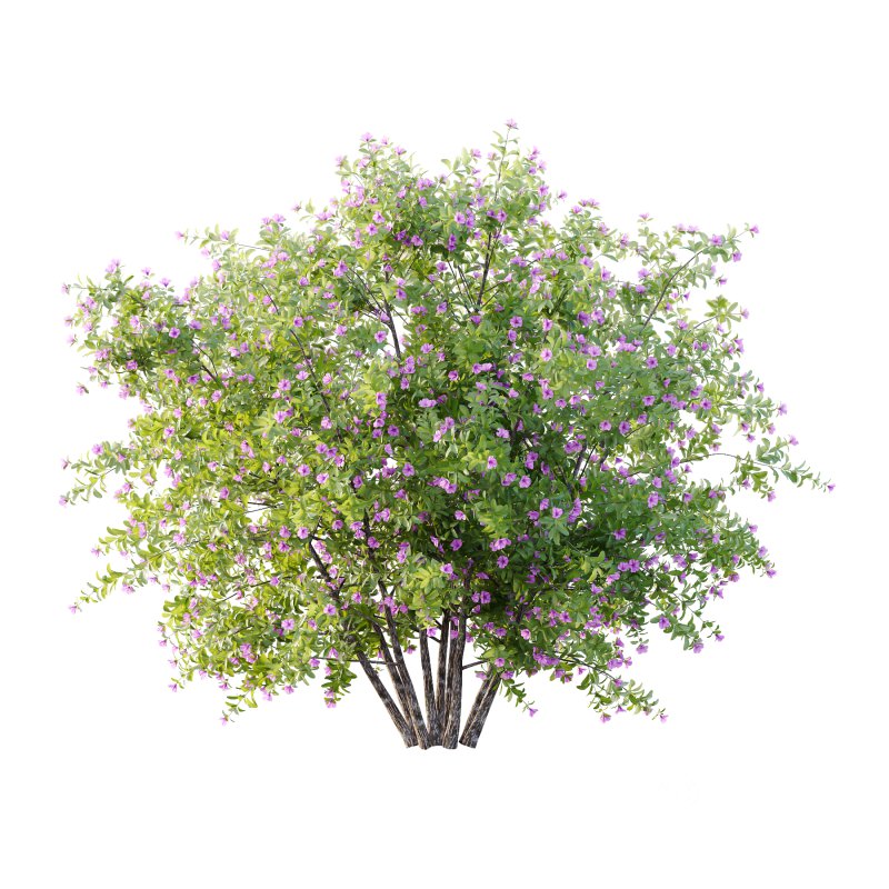 Leucophyllum frutescens Bush 07 Image 2