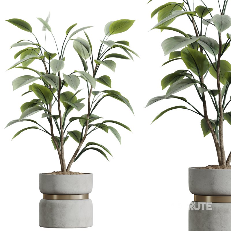 AV Indoor Plants Set 383 Yucca and Ficus Marginata and Banana Nicolai and Ficus Fig Image 1