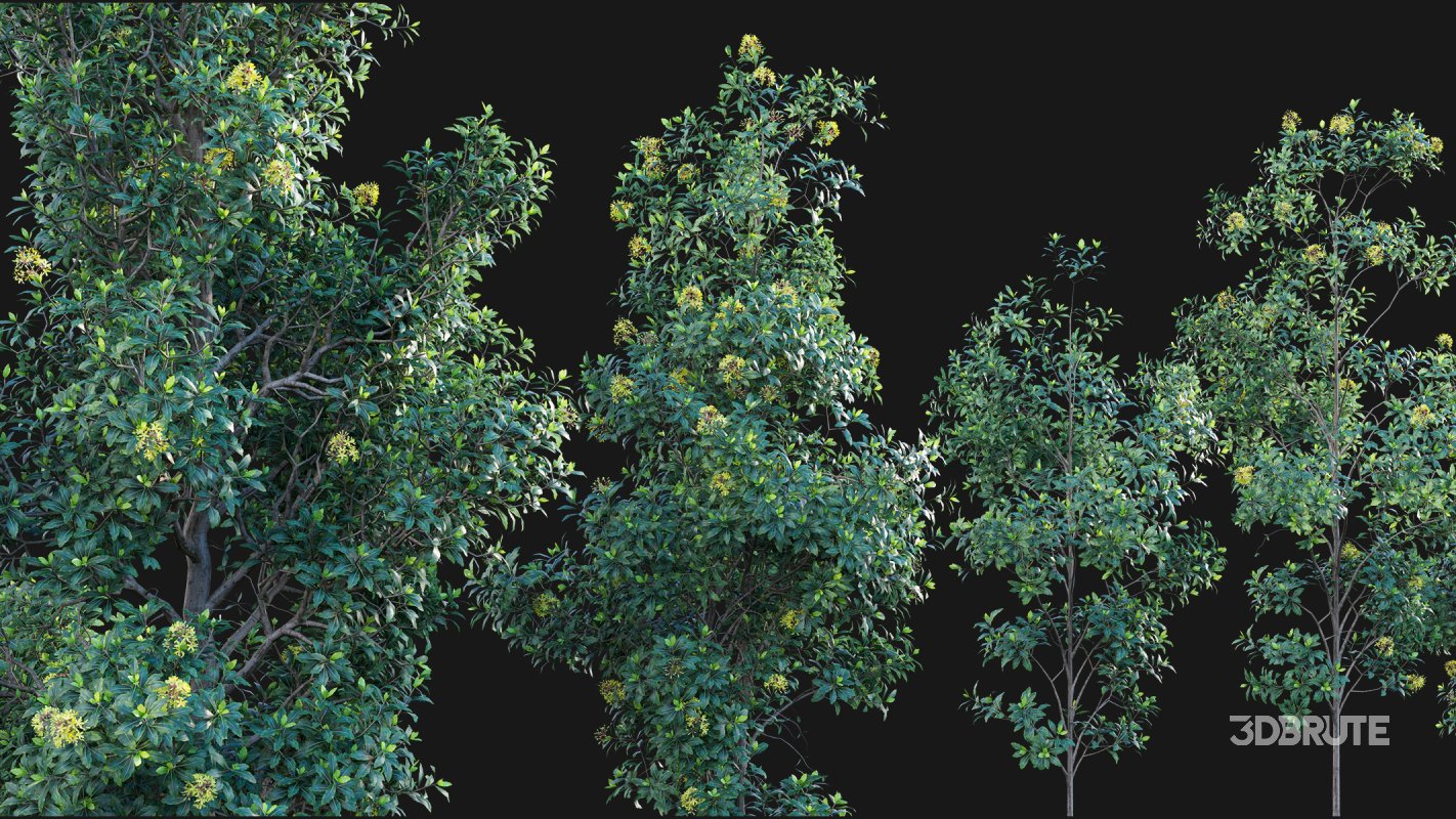 Collection 22 – Australian Plants Image 9