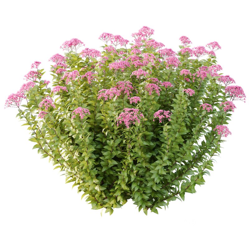 Spirea Japonica Bush 05 Image 3