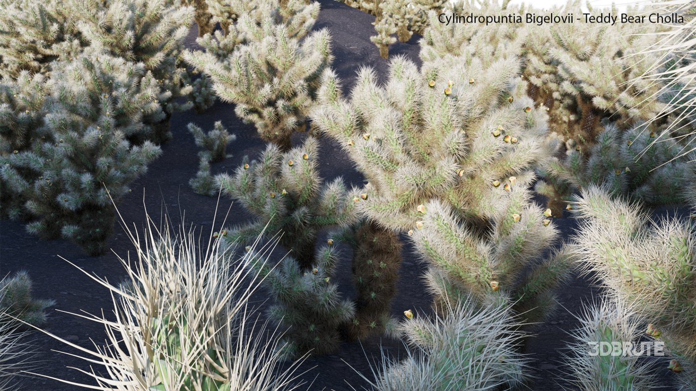 Collection 23 – Mexican Plants Image 20