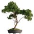 Bonsai Tree set8 - Thumbnail 3