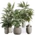 AV Indoor Plants Set 397 Zamiifolia and Giant Monstera and Dracaena Warneckii Lemon and Areca Palm - Thumbnail 5