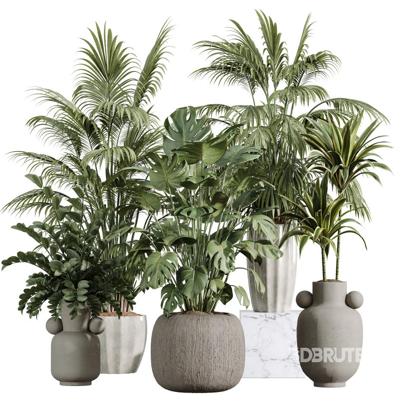 AV Indoor Plants Set 397 Zamiifolia and Giant Monstera and Dracaena Warneckii Lemon and Areca Palm Image 5