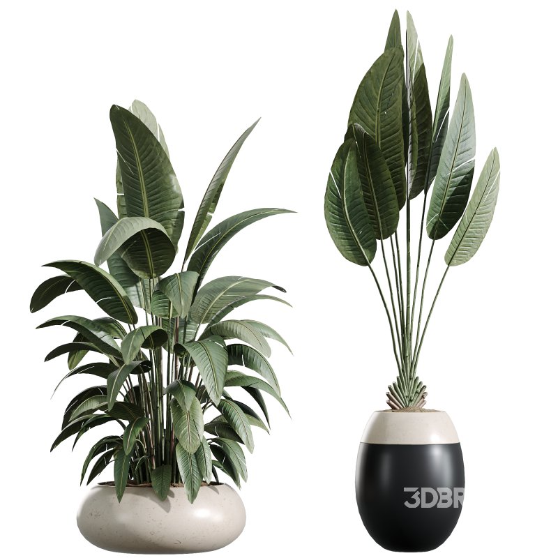 AV Indoor Plants Set 356 ParadiseBird and Arbequina Olive and Areca Palm and Rhapis Excelsa Image 5